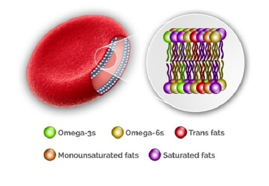 omega-3 mastn0 kyseliny na bunkovej membráne červených krviniek